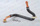 Tube (circulateur-installation) Chaffoteaux 65105734